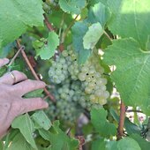 🔍 Depuis la mi-juillet, place à l’observation minutieuse.
Les premiers comptages ont débuté et seront suivis de nombreux prélèvements dans nos parcelles de référence à partir du mois d’août.
🎯 Objectif : suivre au plus près l’évolution de la maturité et déterminer LA bonne date pour commencer les vendanges.

Cette année encore, la précision est de mise pour garantir la qualité des futures cuvées. 🥂

➡️ Nous prenons le temps de faire découvrir le quotidien du domaine, ne manquez rien en nous suivant sur les réseaux sociaux

#reseaumatu  #champagnechmarinetfils  #champagnemarin