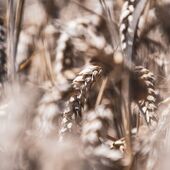 🌻🎨 Les saisons peignent nos champs de couleurs éclatantes : le jaune des tournesols, le vert des blés, le doré de la paille. 

🌾 Sous la direction de notre capitaine, les pratiques agricoles évoluent vers plus de durabilité. Le semis direct et les amendements organiques remplacent peu à peu les pratiques ancestrales, témoignant de notre engagement envers une agriculture respectueuse de l'environnement. 

Crédit @franz.pfifferling @agencecomdesbulles 

#AgricultureInnovante #Moisson #summer #champagne #champagnechmarinetfils #champagnemarinetfils #champagnemarin #valleedelasarce #aube #famille #artisansdeffervecence #winelover #wine #vigneronsindépendants #philosophie #agricultureraisonnee #agriculteur #agriculture #HVE