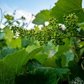 🌼 Il était une fois... la fleur de la vigne. 🌿
Après la naissance des premières grappes vient le temps de la floraison, un moment aussi fragile que précieux.

Pendant quelques jours, tous les regards sont tournés vers le ciel. Le soleil, la pluie, le vent... chaque détail compte et peut accompagner, ou freiner, la fécondation des fleurs.
✨ À cet instant, chaque fleur qui se transforme est une promesse de raisins 🍇

#champagnechmarinetfils #recoltantmanipulant #floraison #vigneronindependant #artisandeffervescence #viticulture