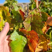 Le cycle de la vigne ne s'arrête jamais 🍂

Alors que les paysages d'Avirey-Lingey commencent à peine à revêtir leurs magnifiques teintes automnales, le regard se tourne déjà vers demain.
Si le vin évolue tranquillement en cuverie, dehors, un chantier crucial s’ouvre pour l’avenir : le renouvellement de notre vignoble.

Parce que prendre soin de notre terroir, c'est aussi savoir passer le renouveler.
🥂✨
#champagnemarin #avireylingey #recoltantmanipulant #automne 
#terroir