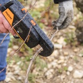 Place au liage 
Après la taille, vient le temps d’attacher les sarments aux fils lieurs pour organiser la future répartition du feuillage et des grappes. Un geste précis qui prépare déjà l’équilibre de la vigne.
Sur certaines parcelles sensibles au gel, le liage est volontairement décalé ❄️🌱
Là encore, tout est question de timing : ni trop tôt, ni trop tard… trouver le moment juste fait toute la différence.
#savoirfaire #champagnechmarinetfils #vigne #liage #vigneronindependant