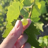 Travailler autrement ☀️🍇
Cette année, les fortes chaleurs nous ont obligés à adapter notre organisation pour préserver au maximum la qualité des raisins et des moûts.
Notre objectif : obtenir des jus équilibrés et aromatiques, qui donneront naissance à nos futurs Champagnes. 🍾
Parce que le millésime de demain se construit avec les décisions prises aujourd’hui.

#champagnechmarinetfils #recoltantmanipulant #champagnemarin