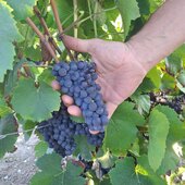 🍇 À quelques heures des vendanges, l’heure est au point-étape.
La question revient souvent : « Et les vignes, cette année ? »
➡️ Bonne nouvelle : pour le moment, tout va bien.
✅ Pas de gel ce printemps (merci à notre tour antigel qui était prête à intervenir et à quelques nuits de veille passées par Eric à surveiller les températures...).
✅ Pas d’orage à ce jour.
✅ Une vigne en bonne santé.

➡️ Suivez l’actualité du domaine sur Instagram ;) 

#champagnemarin #champagnechmarinetfils #vendanges2025