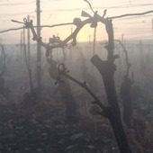 🍇✨ Après le gel : quel bilan dans les vignes ?
Des dégâts sont bien présents, surtout sur les cépages précoces comme le chardonnay.
Mais la vigne a des ressources : de nouveaux bourgeons peuvent encore se développer.
Pour nous, récoltants-manipulants, le défi reste d’avoir suffisamment de jus pour les assemblages.
Alors tant que le risque persiste, notre cher capitaine Eric reste mobilisé.
🤝 Dans l’adversité, une vraie solidarité vigneronne se crée et de nouvelles idées émergent pour mieux protéger nos bourgeons de demain.

#champagne #champagnechmarinetfils #geldeprintemps