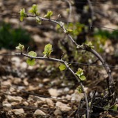 Les secrets de la taille ✂️
Au Champagne Ch Marin Et Fils, chaque cépage a sa conduite :
* Chablis pour les Chardonnay, 
*Guyot asymétrique ou cordon pour les Pinot Noir.
Mais rien n’est figé. À chaque campagne viticole, il faut ajuster ses choix selon l’âge de la vigne et le profil souhaité pour le millésime à venir.
Ici, l’expérience et l’œil du vigneron priment : un véritable dialogue entre le cep et celui qui le façonne 🌱
#savoirfaire #champagnechmarinetfils #vigne #taille #vigneronindependant