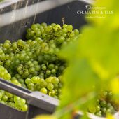 🕰️ Tout vient à point à qui sait attendre !
Après avoir évalué le niveau de maturité de chaque cépage, de chaque parcelle, LA DATE de début de vendange est actée. Le rythme est donné par la vigne 🍇, certains cépages comme le pinot blanc se font parfois désirer, il faut ATTENDRE et être prêt quand le raisin sera à maturité. 
🧐 La recherche de l’équilibre se joue déjà : équilibre entre sucrosité et acidité. ⚖️ Et quand enfin, le raisin peut être vendangé, il nous tarde de goûter ce premier jus qui nous donnera le profil des vins de l’année. Mais là encore il faudra être patient ! 
⏳ Les pinots noirs, les chardonnays et les pinots blancs nous offrent à chaque vendange une farandole d’arômes, influencée par le climat et notre terroir. 🌦️🍷 À chaque année sa nouvelle palette que nous découvrons avec gourmandise ! 🎨😋
Crédit @franz.pfifferling  @agencecomdesbulles 

#champagne #champagnechmarinetfils #champagnemarinetfils #champagnemarin #valleedelasarce #aube #domainefamilial #avireylingey #saison #winelover #wine #champagnetasting #tasting #winetasting @valleedelasarce #methodechampenoise

Attention l'abus d'alcool est dangereux pour la santé à consommer avec modération.