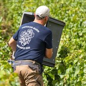 ✨ Clap de fin pour les Vendanges 2025 ✨
🌿 Dans les vignes - Vendanges 2025 ✅
Précoces, qualitatives & à la hauteur de nos attentes… un grand OUI 😍🍇
Les grappes ont tenu toutes leurs promesses… cap maintenant sur la cave ! 🍇🥂

#Vendanges2025 #Champagnemarin #Champagnechmarinetfils #champagne 

Crédit @franz.pfifferling