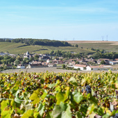 ⚠️ Un ennemi silencieux menace nos vignes : la flavescence dorée, une maladie qui fait dépérir les ceps contaminés.
🍁 L’automne s’installe dans nos coteaux — les couleurs changent, et nos priorités aussi.
C’est le moment d’ouvrir grand les yeux 👀, aux côtés de nos collègues du village, pour repérer les ceps fragilisés.
Alors, tous ensemble, guidés par nos référents formés à sa détection, nous parcourons le vignoble pour protéger nos trésors…
💛 Nos ceps merveilleux.

#champagnechmarinetfils #champagnemarin #FlavescenceDorée #valleedelasarce #cotedesbartourisme
Crédit @franz.pfifferling