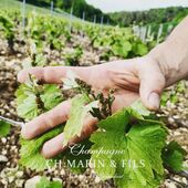 Nous avons le plaisir de vous présenter nos bébés raisins 🍇  de la parcelle Les Ferrées 😅
#vigneronindependant 
#recoltantmanipulant 
#cotedesbartourisme 
#champagnechmarinetfils 
#artisandeffervescence 
#valleedelasarce