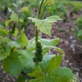 🌱 Il était une fois... la naissance d'une grappe de raisin. 🍇
Après des nuits passées dans les vignes à protéger les bourgeons des gelées de printemps, quel bonheur de voir apparaître ces premières grappes.
Chacune d'elles est une petite victoire, le fruit de la patience, du travail et de l'espoir qui renaît dans les vignes✨ 
#champagnechmarinetfils #recoltantmanipulant #cycledelavigne #vigneronindependant #artisandeffervescence #cotedesbartourisme