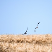🌾 Au fil de la moisson, les paysages se transforment…
Les couverts végétaux viendront bientôt reprendre leur place dans ces champs qui se reposent.
Et nos compagnons à plumes, les milans, eux aussi profitent de cette période pour veiller du ciel sur nos moissons. 🐦

#nature #terroir #milans #moisson 

Crédit @franz.pfifferling