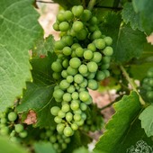 🍇 Il était une fois... une promesse de vendanges. 🍇
La fleur s'est transformée en une jeune grappe qui grandit au fil des jours.
Pour nous, vignerons, chaque grappe est un trésor. Elle est le fruit de mois d'attention, de patience et de travail, mais surtout la promesse des Champagnes de demain.
✨ Derrière chacune d'elles se cache déjà l'histoire d'un millésime qui commence à s'écrire.
#champagnechmarinetfils #recoltantmanipulant #millesime2026 #vigneronindependant #artisandeffervescence #vinsdechampagne